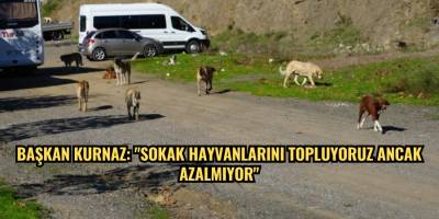 Başkan Kurnaz: "Sokak hayvanlarını topluyoruz ancak azalmıyor"