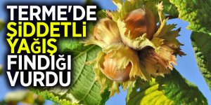 Terme'de şiddetli yağış fındığı vurdu