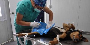 Boyabat'ta sokak köpekleri aşılandı