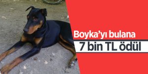 Boyka’yı bulana 7 bin TL ödül