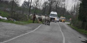 Yola çıkan Yılkı atları sürücüleri tedirgin ediyor