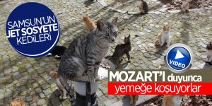 Barınaktaki Kediler Mozart'ı duyunca yemeğe koşuyor 