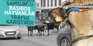 Samsun’da başıboş hayvanlar trafiği karıştırdı