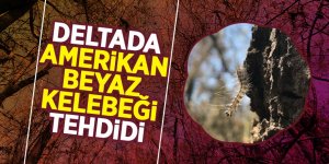 Deltada Amerikan beyaz kelebeği tehdidi