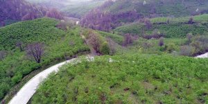 Karadeniz "yeşil deniz" gibi