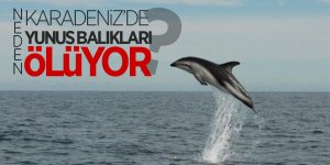 Karadeniz'de onlarca yunus kıyıya vurdu