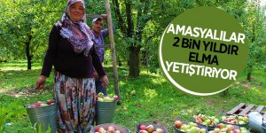Amasyalılar 2 bin yıldır elma yetiştiriyor