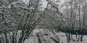 Kar yağışı fındık üreticilerini endişelendirdi