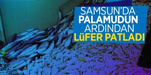 Samsun’da palamudun ardından lüfer patladı 