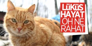 Bu kasabada sokak kedileri için her türlü konfor var