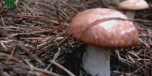 'Zehirli mi' diye ormandan topladığı mantarı ağzına süren kadın hastanelik oldu