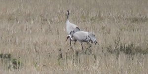 Nesli tükenmekte olan turnalar bakanlığın takibinde
