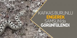 Kafkas burunlu engerek doğal ortamında fotoğraflandı