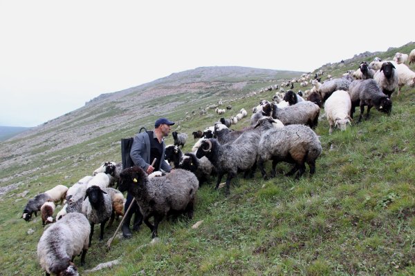 karadenizin-son-suru-sahipleri-zamana-karsi-direniyor2.jpg