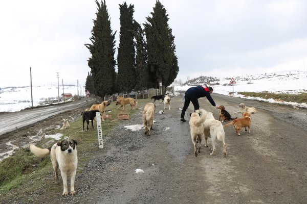 samsunda-cevre-il-ve-ilcelerden-birakilan-kopekler-bir-ilcenin-en-buyuk-sorunu-oldu7.jpg