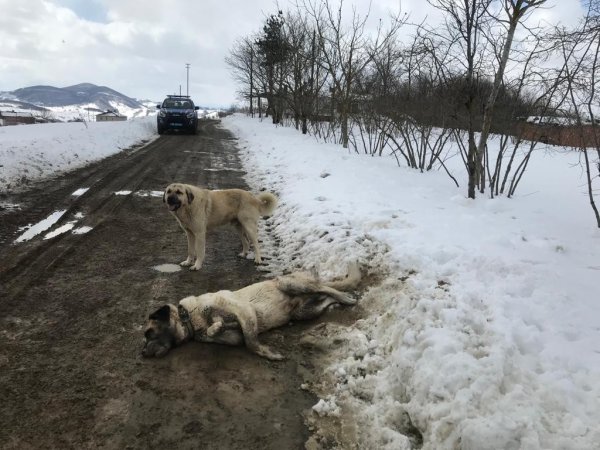 samsunda-kangal-cinsi-kopek-tufekle-olduruldu-samsun-haber5.jpg