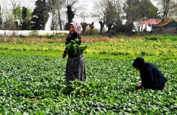 turkiyenin-meyvesi-sebzesi-ve-yem-bitkisi-samsundan-samsun-haber2.jpg